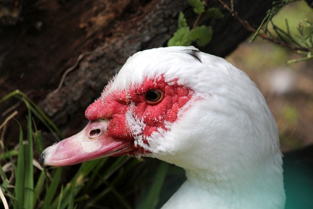 显得生硬 显得生硬