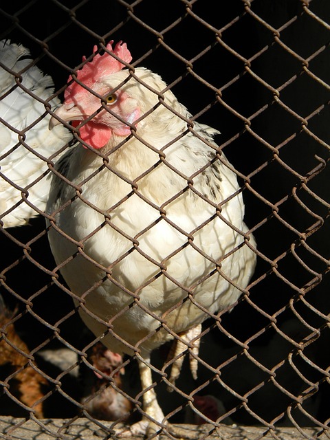 最终将处罚 最终将处罚