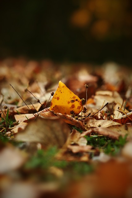 罗马的顶级 罗马的顶级